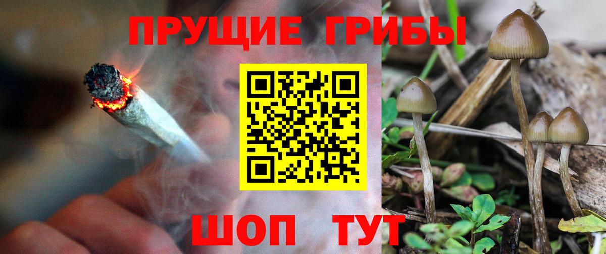 Славгород  Псилоцибиновые грибы MAGIC MUSHROOMS  закладка  Вход с VPN 